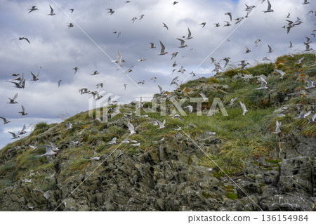 south american tern Sterna hirundinacea colony in beagle channel south american tern Sterna hirundinacea colony in beagle channel 136154984