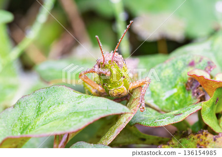 一張蝗蟲停在沾滿晨露的葉子上的微距照片 136154985