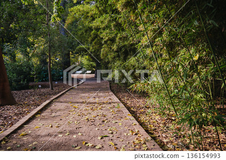 autumn park with yellow leaves autumn park with yellow leaves 136154993