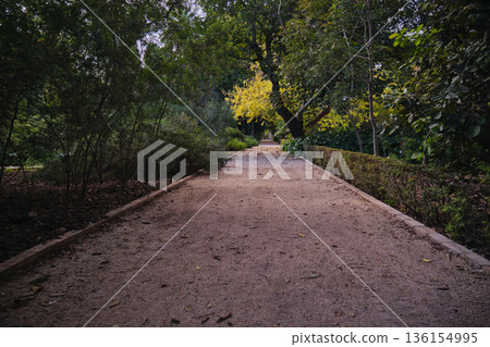 autumn park with yellow leaves 136154995