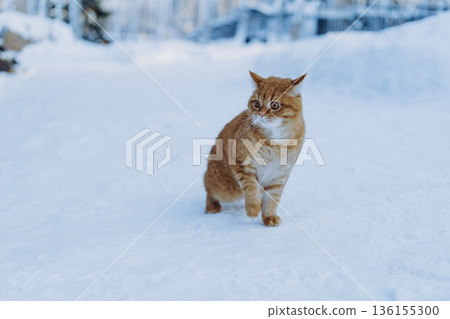 lost domestic ginger cat walking on snow in countryside  136155300