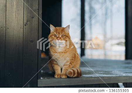 beautiful fluffy domestic ginger cat sitting on snow covered terrase in countryside on winter day 136155305
