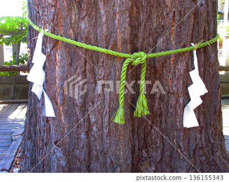 Scenery of the large ginkgo tree at Asahi Hikawa Shrine in Kawaguchi City, Saitama Prefecture 136155343