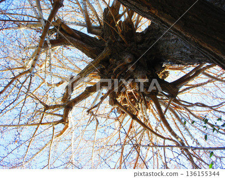 Scenery of the large ginkgo tree at Asahi Hikawa Shrine in Kawaguchi City, Saitama Prefecture Scenery of the large ginkgo tree at Asahi Hikawa Shrine in Kawaguchi City, Saitama Prefecture 136155344