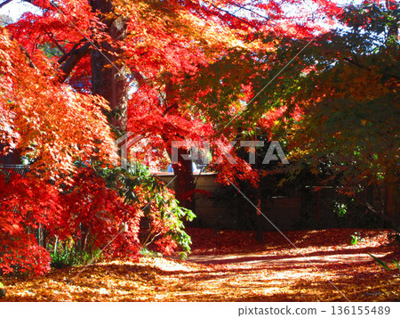 Autumn foliage at Kozen-in Temple in Kawaguchi City, Saitama Prefecture (photographed in 2025) 136155489