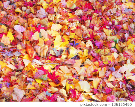 Autumn foliage at Kozen-in Temple in Kawaguchi City, Saitama Prefecture (photographed in 2025) 136155490