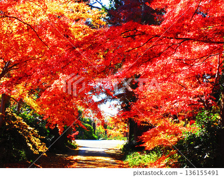 Autumn foliage at Kozen-in Temple in Kawaguchi City, Saitama Prefecture (photographed in 2025) 136155491