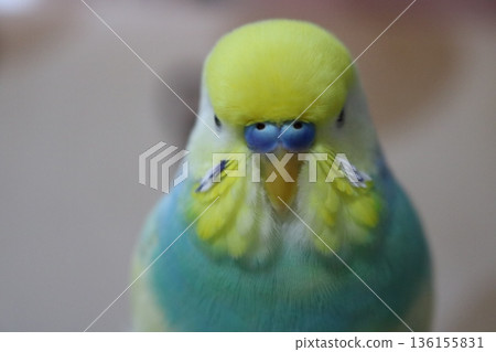 虎皮鸚鵡臉部的特寫 虎皮鸚鵡臉部的特寫 136155831