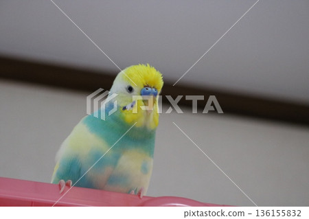 Strange sexi parakeet 136155832