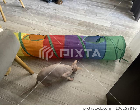 a cat is sitting on the floor next to a colorful pipe 136155886