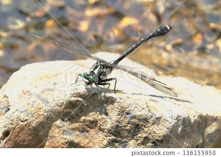 Yamasanae (male) 136155958