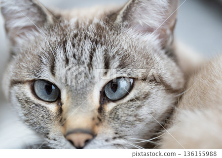 Staring cat Siamese tabby cat Staring cat Siamese tabby cat 136155988