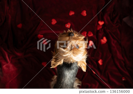 Cute Dog Surrounded by Red Hearts on a Soft Fabric Background for Valentine's Day Content Cute Dog Surrounded by Red Hearts on a Soft Fabric Background for Valentine's Day Content 136156000