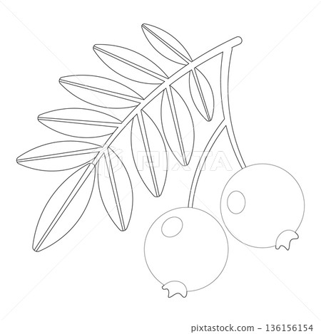 Simple Outline Drawing of Two Fresh Berries on a Branch with Leaves - Minimalist Line Art Vector Illustration 136156154