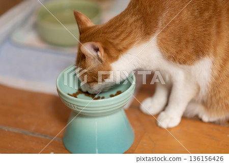 Cat eating cat food Brown tiger white Cat eating cat food Brown tiger white 136156426