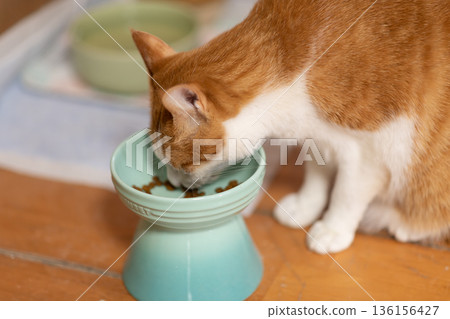 貓吃貓糧棕虎白 貓吃貓糧棕虎白 136156427