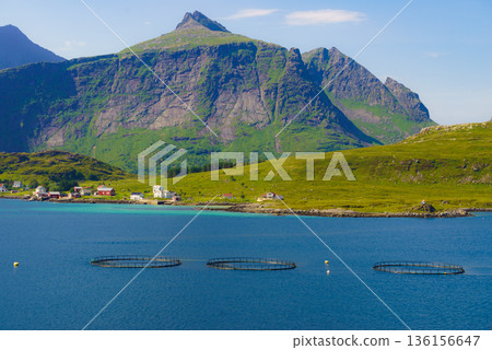 Salmon farming, fish farm in the sea Salmon farming, fish farm in the sea 136156647