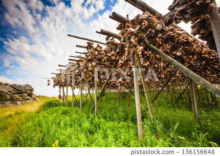 Cod stockfish drying on racks, Lofoten islands Norway Cod stockfish drying on racks, Lofoten islands Norway 136156648