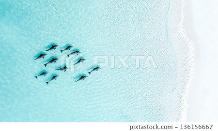 Aerial view of a pod of dolphins swimming in crystal clear turquoise water near a pristine white sand beach, creating a breathtaking scene of marine wildlife in a tropical paradise 136156667