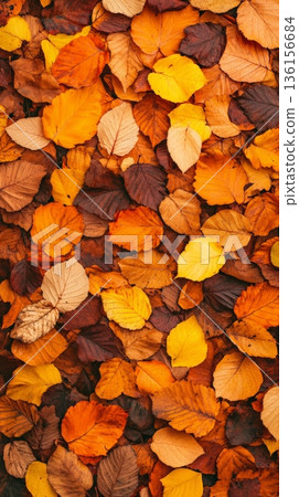 Fallen leaves in various shades of red, orange, and yellow create a beautiful natural tapestry on the forest floor, signifying the peak of autumn 136156684