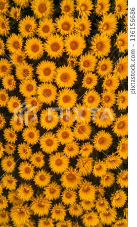 Numerous sunflowers are blooming in a field, creating a captivating sea of vibrant yellow against a backdrop of dark green foliage, showcasing the beauty of nature's patterns 136156686