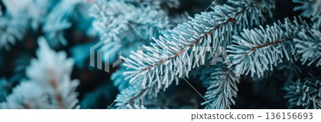 Close up of frosted pine branches covered with delicate snow and ice crystals, creating a serene winter wonderland scene with a beautiful, cold, and icy natural background 136156693