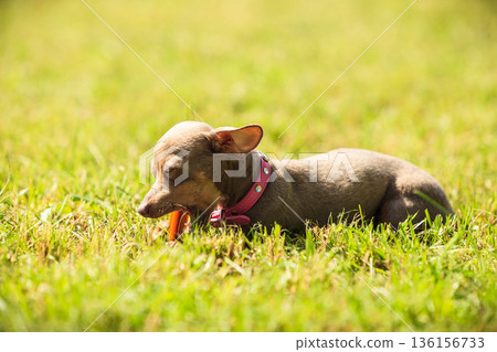 Little dog playing outside Little dog playing outside 136156733