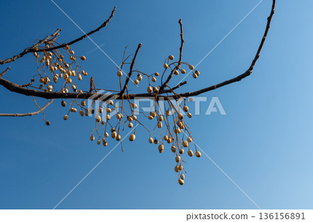 仲冬時節的檀香漿果 136156891