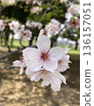 Sakura in spring  136157051