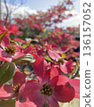Dogwood 136157052