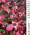 Dogwood 136157053
