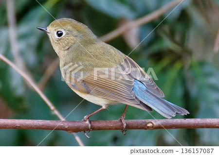 A female Blue-and-white flycatcher with pale blue tail feathers A female Blue-and-white flycatcher with pale blue tail feathers 136157087