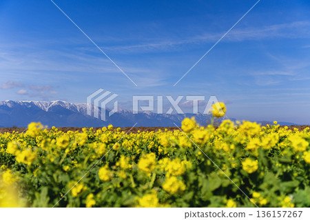 Midwinter rape blossoms and snowy ridgeline Midwinter rape blossoms and snowy ridgeline 136157267