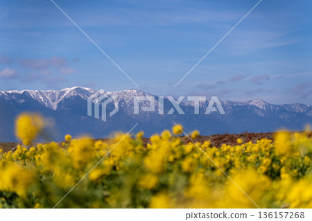 Midwinter rape blossoms and snowy ridgeline Midwinter rape blossoms and snowy ridgeline 136157268