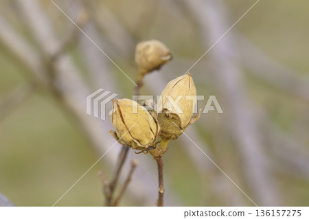 木槿果實 136157275