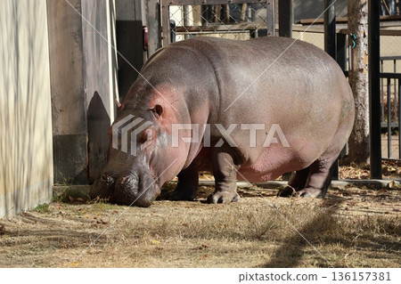 動物園景色，有河馬 136157381
