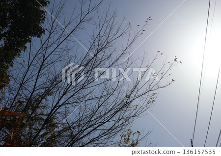 A landscape of the shining white sun, blue sky, power lines and winter-dead tree branches 136157535