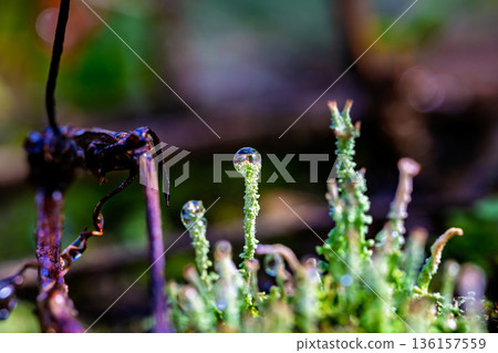 Moss sporophyte covered with morning dew - macro photography 136157559