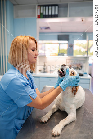 Caring veterinarian examines a dog in a bright clinic setting 136157604