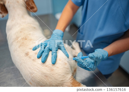 Caring veterinarian administers vaccine to a dog in clinic Caring veterinarian administers vaccine to a dog in clinic 136157616
