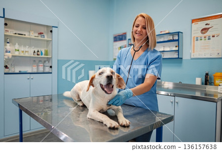 Caring veterinarian examines happy dog in bright clinic 136157638