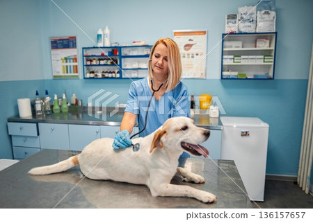 Caring veterinarian examines a white dog in a bright clinic Caring veterinarian examines a white dog in a bright clinic 136157657