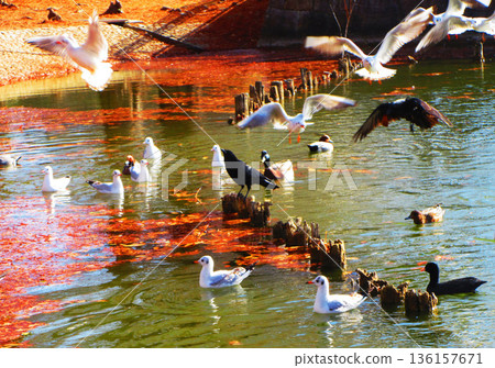 Various views of Toneri Park in Adachi Ward, Tokyo Various views of Toneri Park in Adachi Ward, Tokyo 136157671