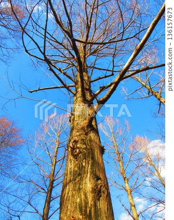 Various views of Toneri Park in Adachi Ward, Tokyo 136157673