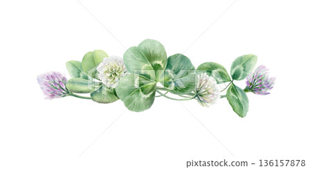 White and lilac clover flowers with triple leafs,symbolizing natural support for womens health during menopause.Soft watercolor illustration for wellness brands,healthcare blogs,feminine care design 136157878