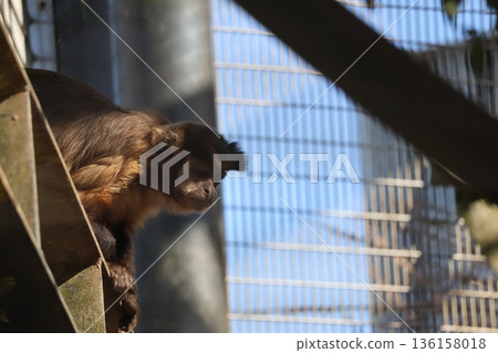 Scenery of a monkey in a cage at the zoo 136158018