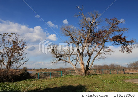 Scenery of Nakanoshima Park in Goka Town, Sarushima District, Ibaraki Prefecture 136158066