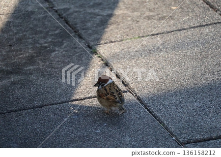 A landscape with sparrows on stone pavement 136158212