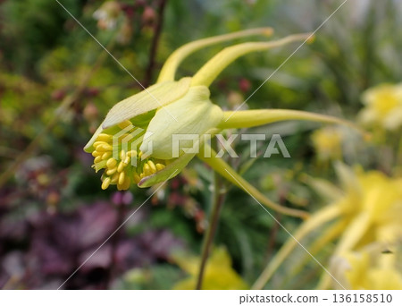 Yellow western aquilegia Yellow western aquilegia 136158510