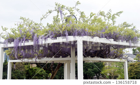 Fuji shelf in the park 136158718